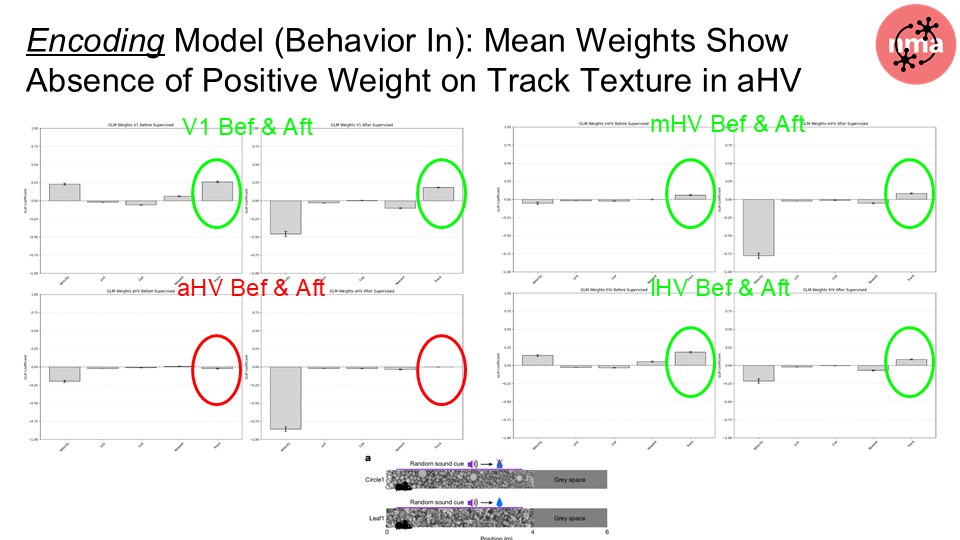 Encoding Model — Mean Weights Show Absence of Positive Weight on Track Texture in aHV. V1 and mHV show clear positive track texture weights (green circles); aHV before and after shows near-zero or negative weights (red circles).